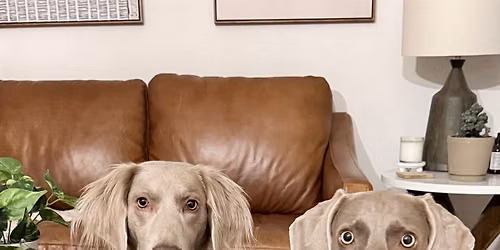 PAWS for Mental Wellness