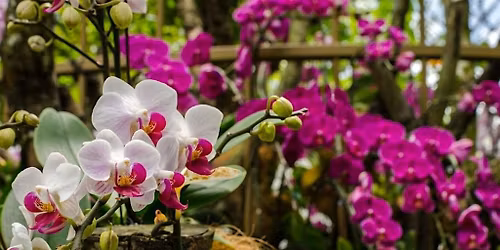 Orchids 101
