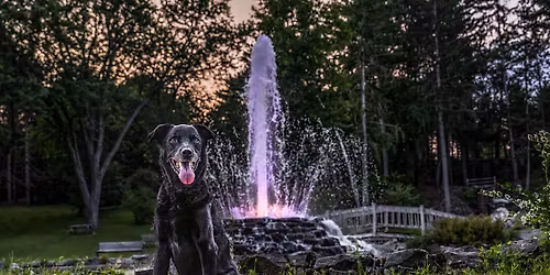 Koda\u2019s retirement party