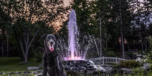 Koda\u2019s retirement party