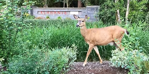 Klahanie block party 