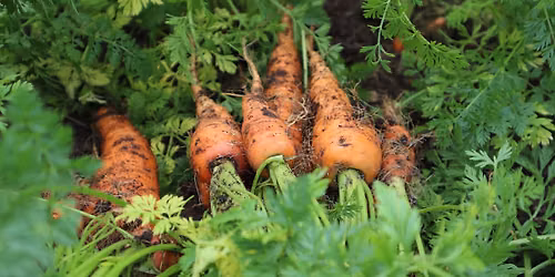 Growing Food MASTERCLASS