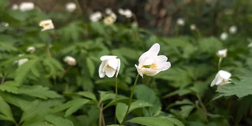 Cemetery Plants Tour