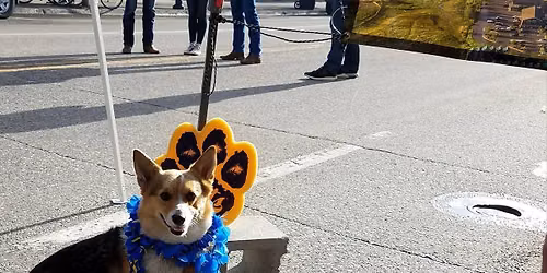 Corgis in the MSU Homecoming Parade