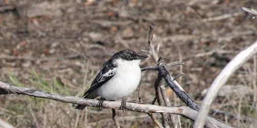 Fred Jacoby Park\/Portagabra Track, Mundaring (BirdLife WA Members only) - morning excursion