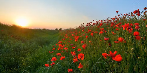 Poppy Walk at Castle Hill, Woodingdean