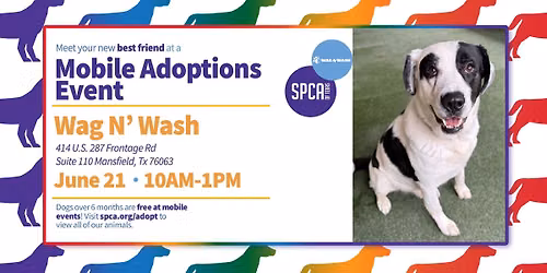 Mobile Adoptions at Wag N' Wash