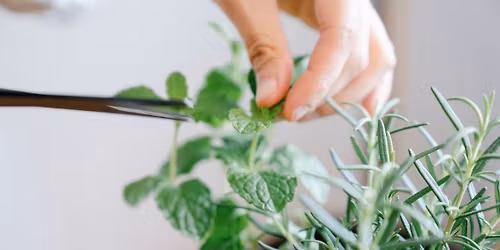 Cycle jardinage au naturel : multiplier les aromates et les petits fruits gr\u00e2ce au bouturage