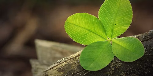 Shinrin Yoku trifft Ikigai - Ein Wochenende, das Natur, Achtsamkeit und Sinnfindung verbindet