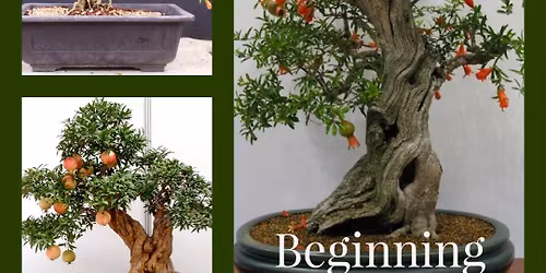 Bonsai Basics  