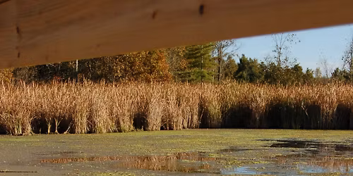 Nature Programs for Seniors - Marsh Dipping