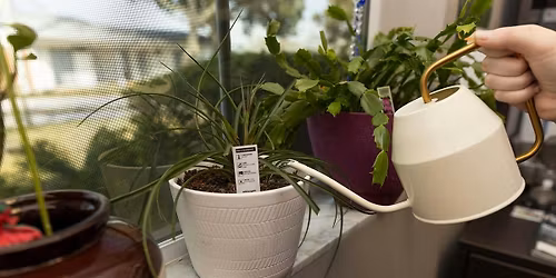 Growing Happy Houseplants