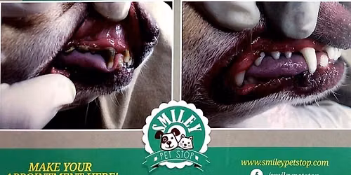 Anesthesia FREE Dental Cleaning