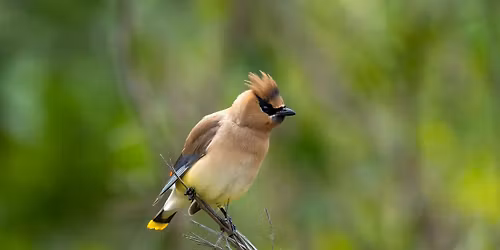 Squamish Estuary Monthly Bird Count