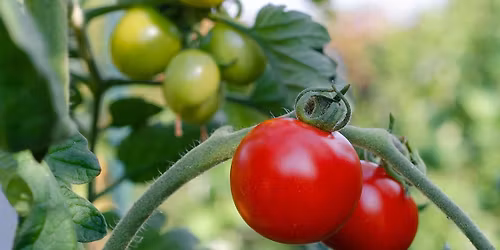 Atelier jardinage : Le greffage de tomates