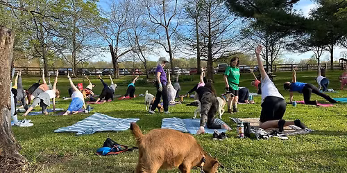 Goat Yoga