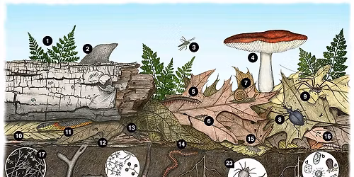 Nature Explorers: The Great Grown Party Soil, Snacks