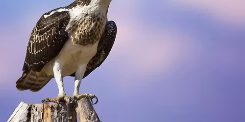 Field Trip - LLyn Brenig Osprey Watch