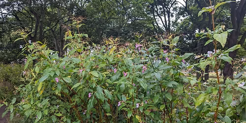 Balsam Bashing at Cut Throat Dene