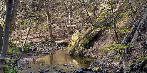 The Long Still, Forest Bathing at The Hermitage, Edinburgh