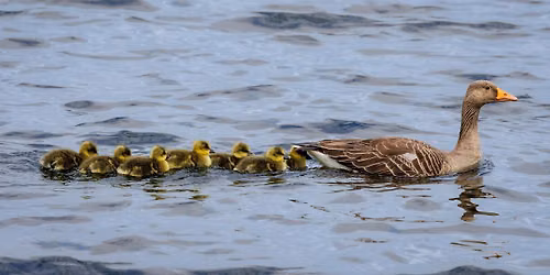 Wildlife Photography for Beginners at Staveley Nature Reserve
