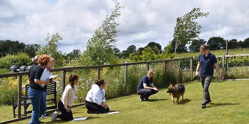 Level 4 - Gait analysis for canine hydrotherapy
