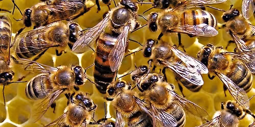 All About Bees & Beekeeping