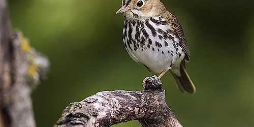 Where the Ovenbird Sings