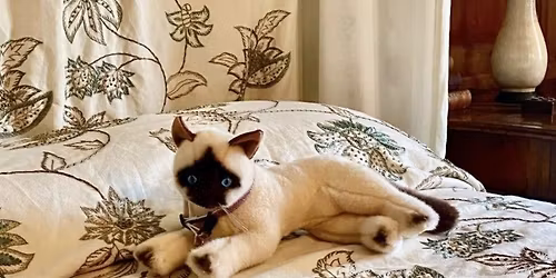 Castle Hill Tour: The Cat's Meow