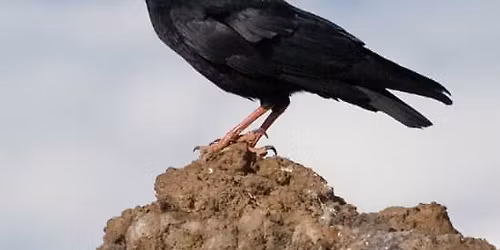 Domingos de Patrimonio: las Aves de Segovia