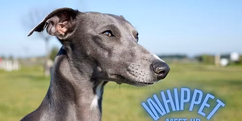 Whippet Meet Up