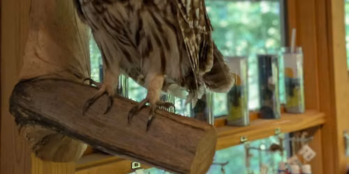 Pet a Pelt!