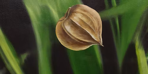Exhibition Opening: Contemplating Physalis by Lillian Taylor