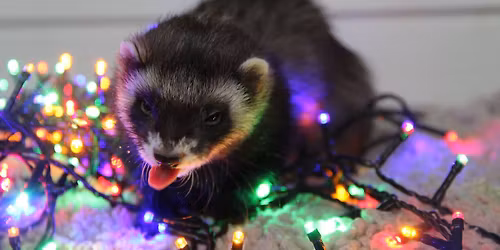 WinterShadow - Ferret Show