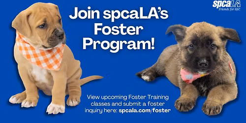 Foster Training Class \u2013 December 13th