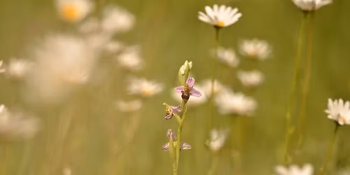 Balade naturaliste : Chor\u00e9graphie d\u2019esp\u00e8ces