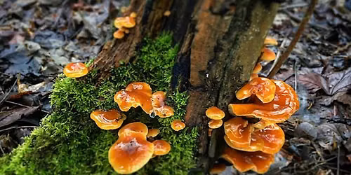 Samhain Foraging Hill Walk