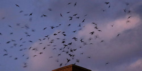 Chimney Swift Watch