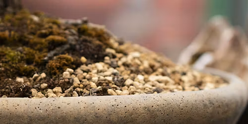 What Makes a Good Bonsai?