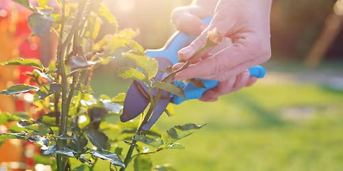 Branching Out: Pruning Trees & Shrubs with Manitowoc Master Gardeners
