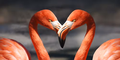 Expats Singles Night - flirt, party, date