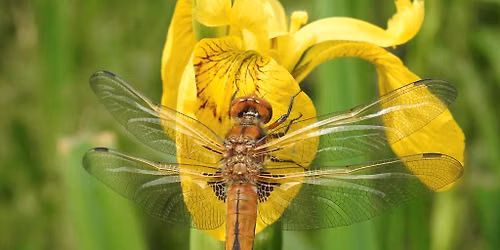 Dragonfly and Damselfly Safari 