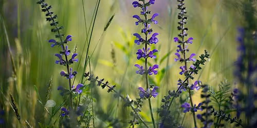 Mindfulness & Meditation (for the rest of us)