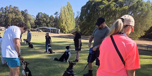 Small breed dog school group lesson