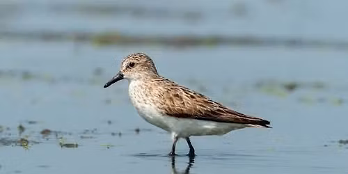 Free Lecture Friday Sea Turtles and Shore Birds