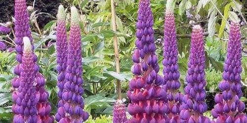 Topfans thank you post challenge