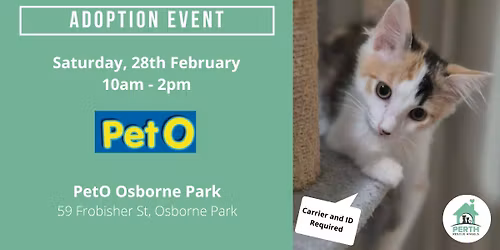Cat & Kitten Adoption Day at PetO Osborne Park | 28th February