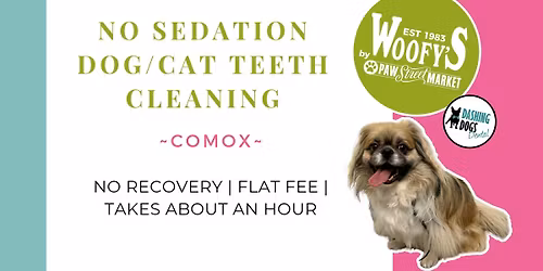 Dog & Cat Teeth Cleaning - Comox