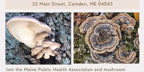 Medicinal Mushrooms & Your Health