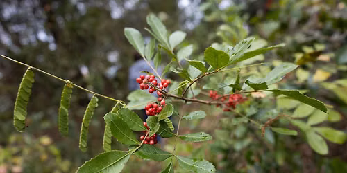 Florida's Invasives 101